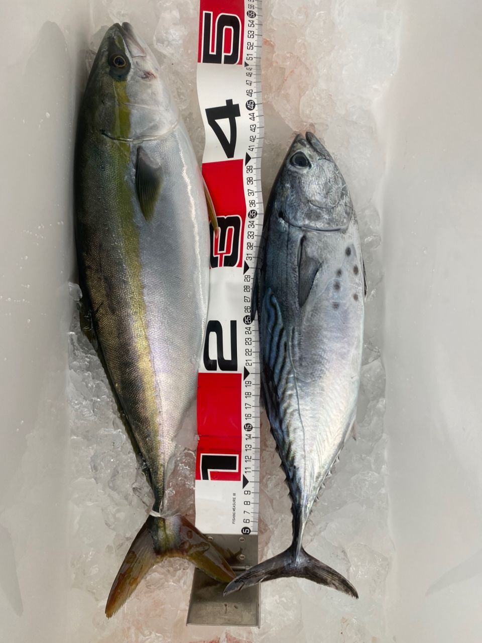 宏昌丸／千葉県の予約可能な船釣りプラン・料金案内-24h受付でお