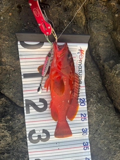 アカハタの釣果