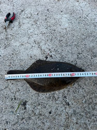 マコガレイの釣果
