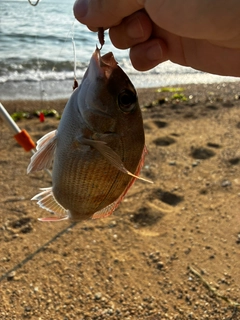 チャリコの釣果