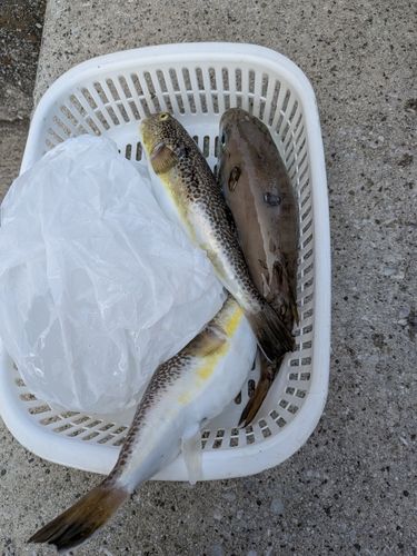 ショウサイフグの釣果