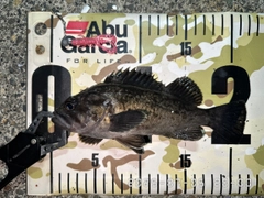 クロソイの釣果