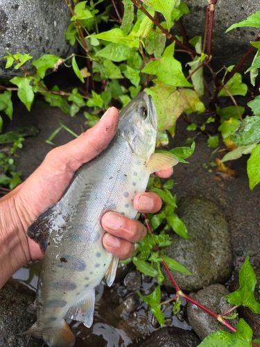 ヤマメの釣果
