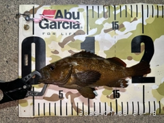 エゾメバルの釣果