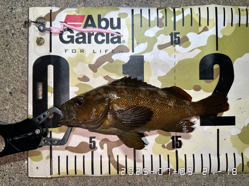 エゾメバルの釣果