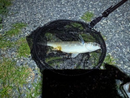 ボラの釣果