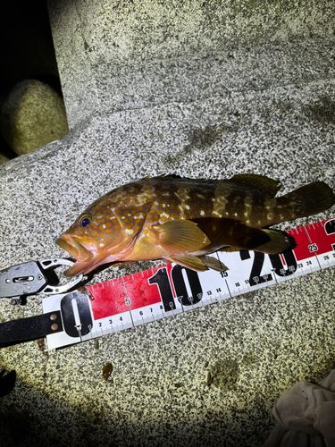 キジハタの釣果