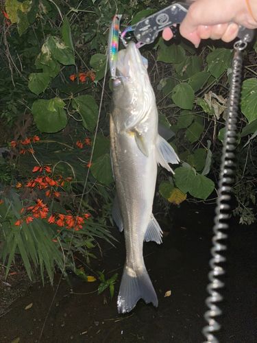 シーバスの釣果