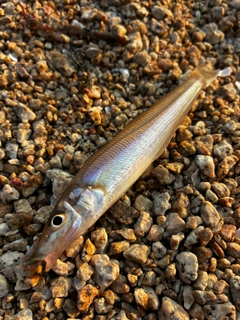 キスの釣果