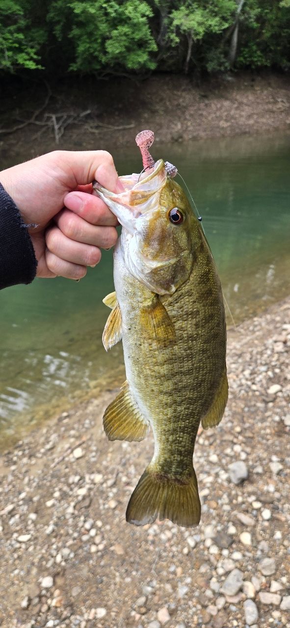 スモールマウスバス