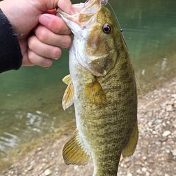 スモールマウスバス