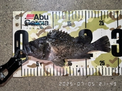 クロソイの釣果