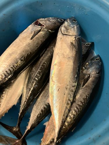 ソウダガツオの釣果