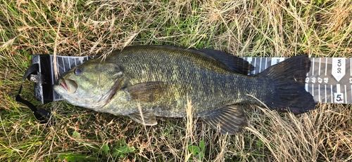 スモールマウスバスの釣果