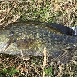 スモールマウスバス