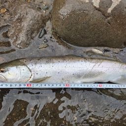 ブラウントラウト