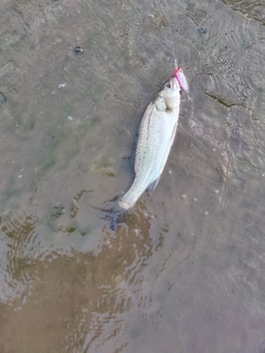 セイゴ（マルスズキ）の釣果