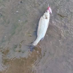 セイゴ（マルスズキ）