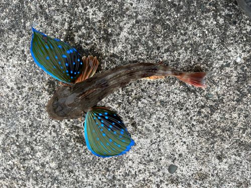 ホウボウの釣果