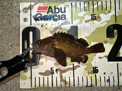 エゾメバルの釣果