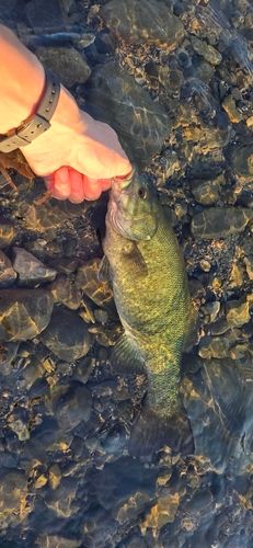 スモールマウスバスの釣果