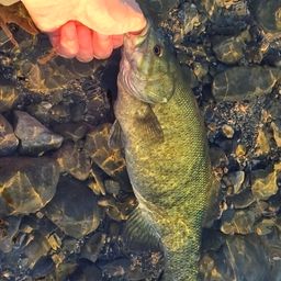 スモールマウスバス