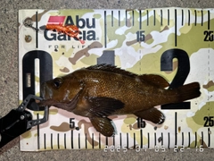 エゾメバルの釣果