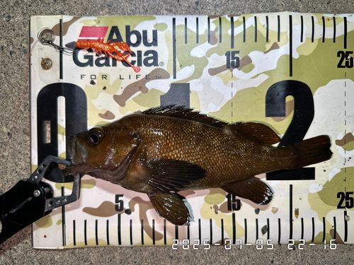 エゾメバルの釣果