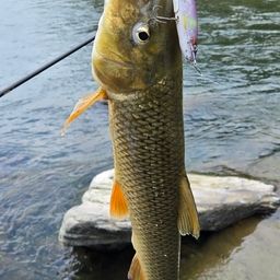 スモールマウスバス