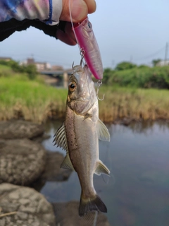 セイゴ（マルスズキ）の釣果