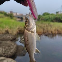 セイゴ（マルスズキ）