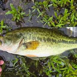 スモールマウスバス