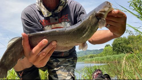 ナマズの釣果