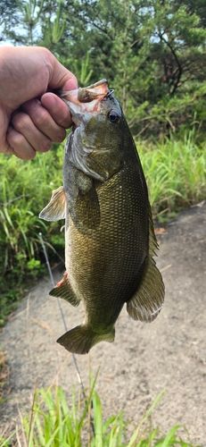 スモールマウスバスの釣果
