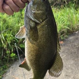 スモールマウスバス