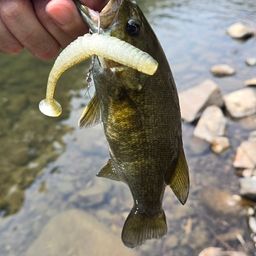 スモールマウスバス