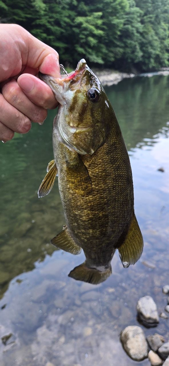 スモールマウスバス