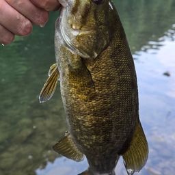 スモールマウスバス