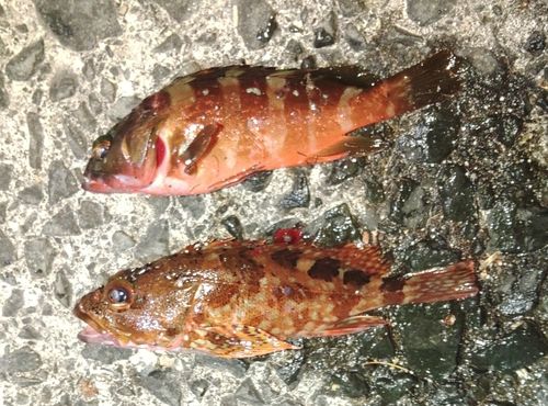 アカハタの釣果