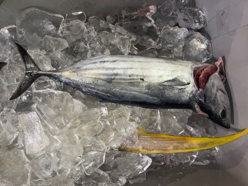 カツオの釣果