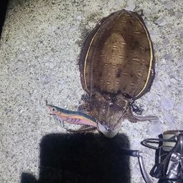 モンゴウイカ