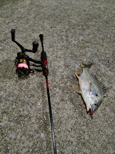 キチヌの釣果