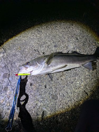 スズキの釣果