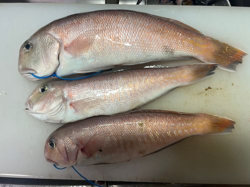 シロアマダイの釣果
