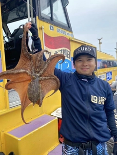 マダコの釣果