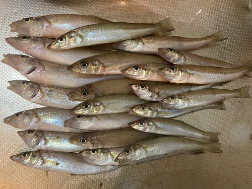 キスの釣果