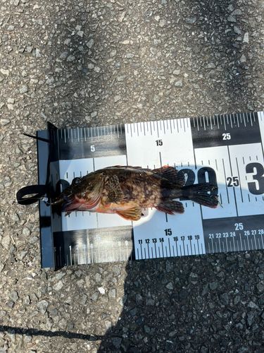 カサゴの釣果