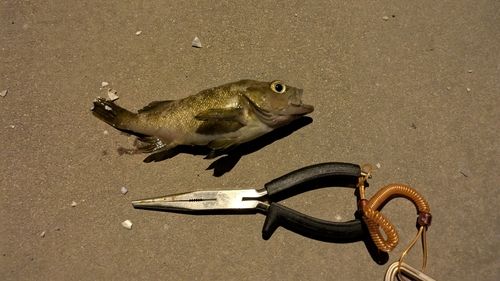 エゾメバルの釣果