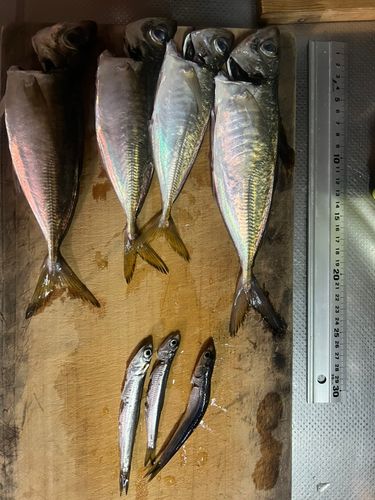 アジの釣果