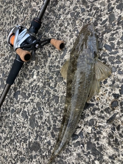 マゴチの釣果